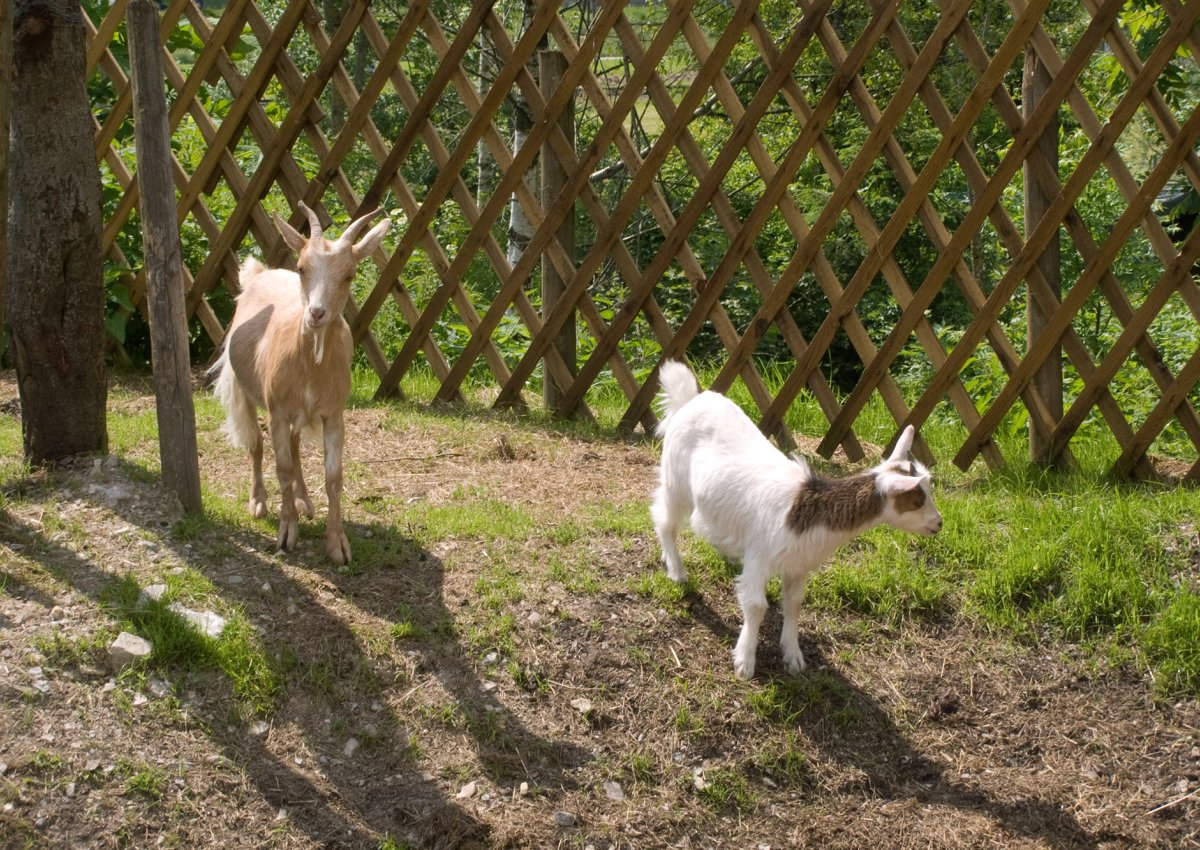 Tierpark Bichlbach